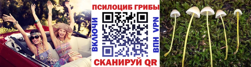 Псилоцибиновые грибы Psilocybine cubensis  Мураши 